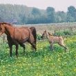 sonnetje met pasgeboren gwennie