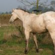 CAS, appaloosa in de wei