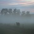 koe in de mist, Noorderbroek