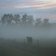 koe in de mist, Noorderbroek
