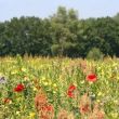 wilde bloemenweide