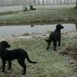 in de winter bij de beek