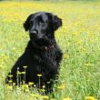 Bonnie in de bloemenwei