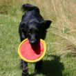 frisbee vangen uit de lucht