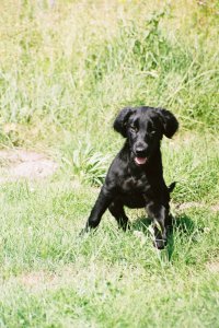 Bonnie ca. 12 weken oud