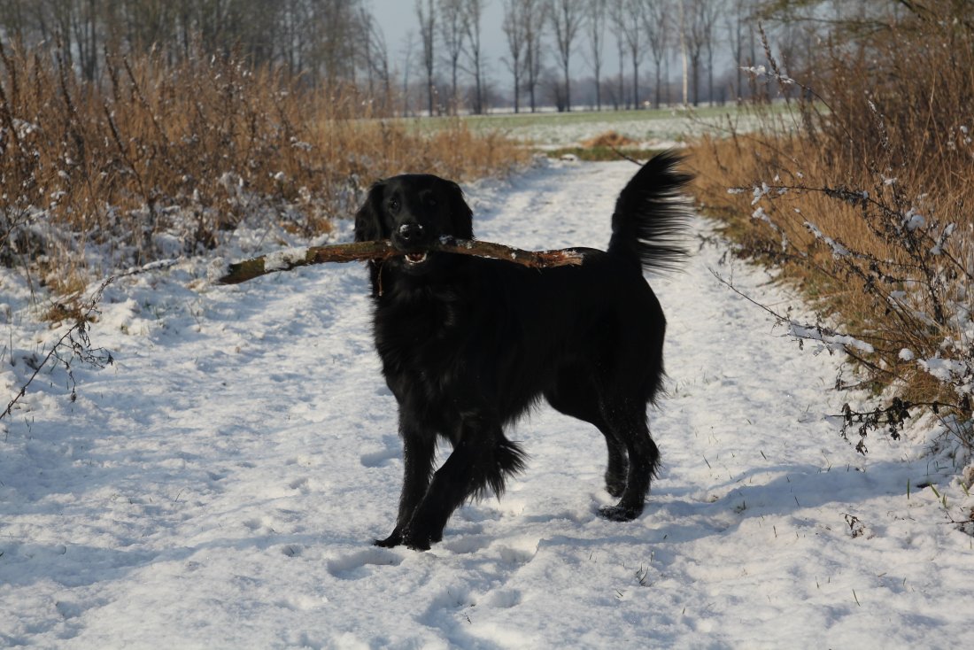 Lieke jan 2019 altijd met stok