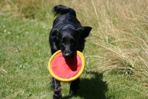 frisbee vangen, favoriet spelletje