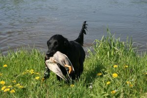 apport van een eend uit diep water