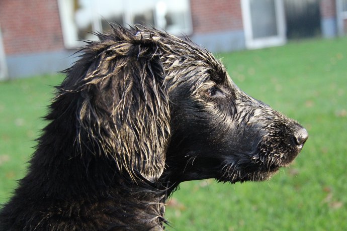 waterhonden zijn het die flatcoats