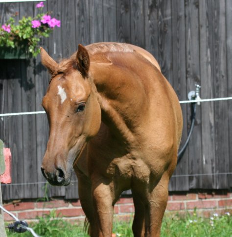 Niki
